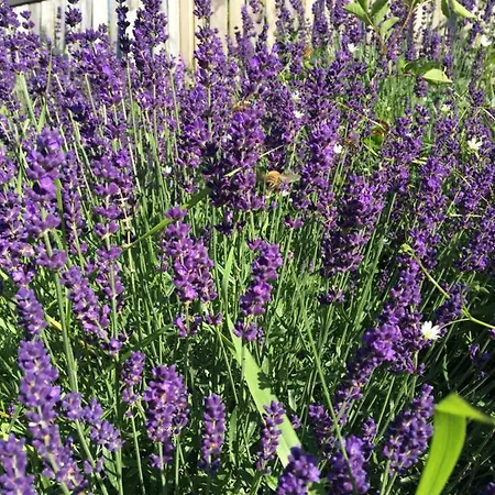 Sarnia Polana Фермерский дом *