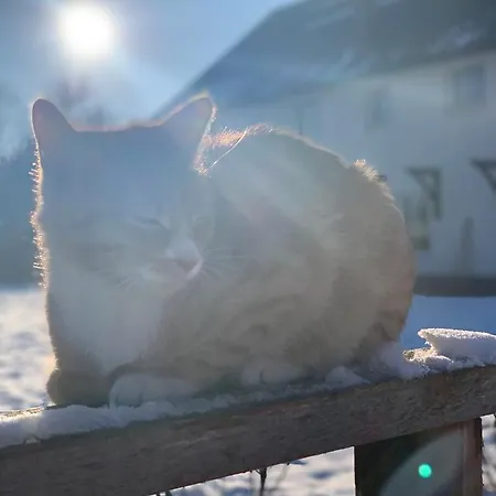 팜스테이 Sarnia Polana Kostrzyca