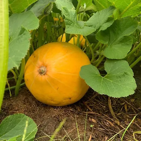 팜스테이 Sarnia Polana Kostrzyca