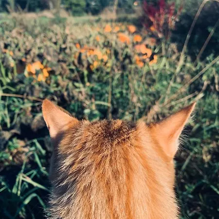 팜스테이 Sarnia Polana Kostrzyca