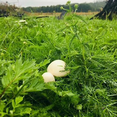 팜스테이 Sarnia Polana Kostrzyca