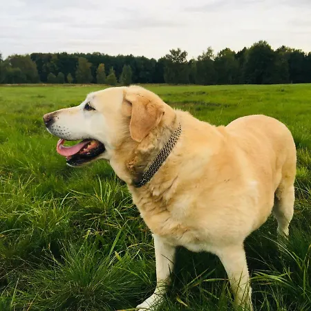 Фермерский дом Sarnia Polana Kostrzyca