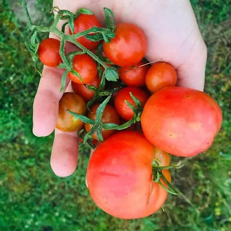 Sarnia Polana Фермерский дом *