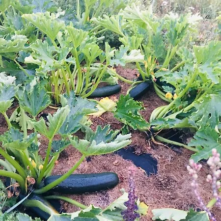 Sarnia Polana Фермерский дом *