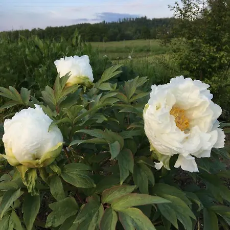 팜스테이 Sarnia Polana *