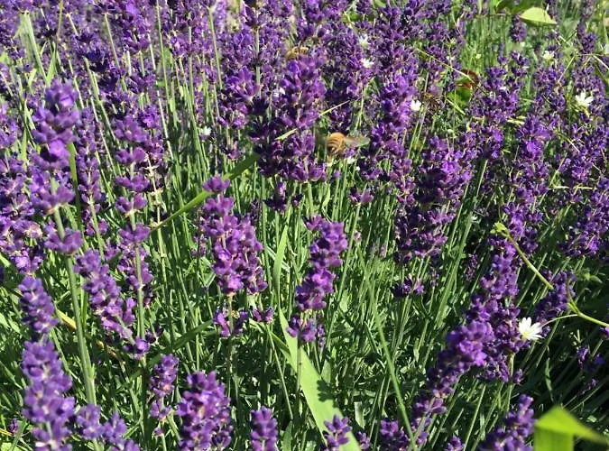 Sarnia Polana Alojamento de Turismo Rural *