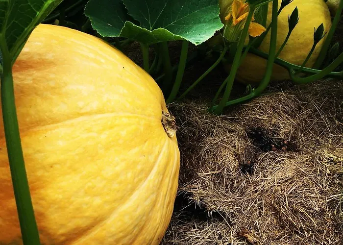 Sarnia Polana Alojamento de Turismo Rural