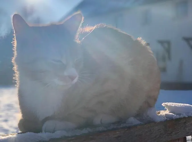 Alojamento de Turismo Rural Sarnia Polana Kostrzyca