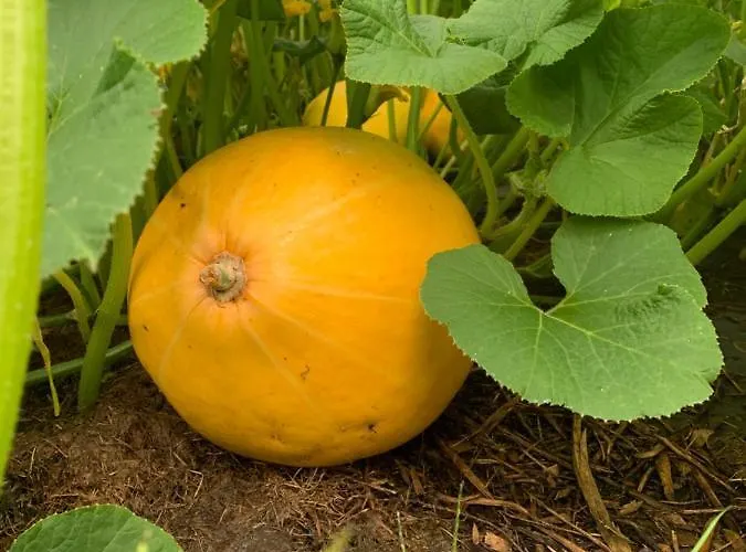 Farm stay Sarnia Polana Kostrzyca