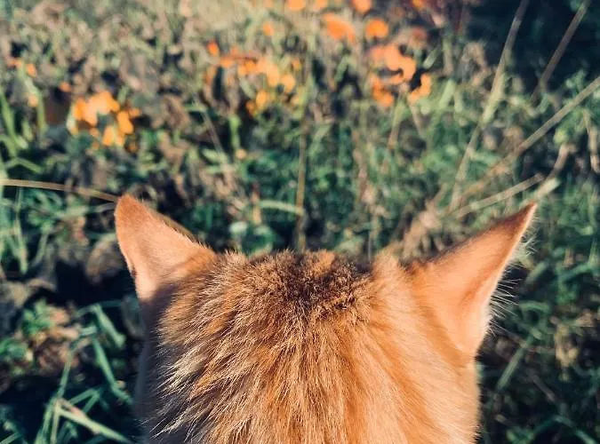 Farm stay Sarnia Polana Kostrzyca