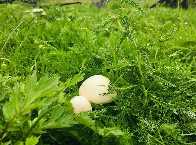 Alojamento de Turismo Rural Sarnia Polana Kostrzyca