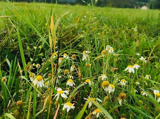 Sarnia Polana Alojamento de Turismo Rural *