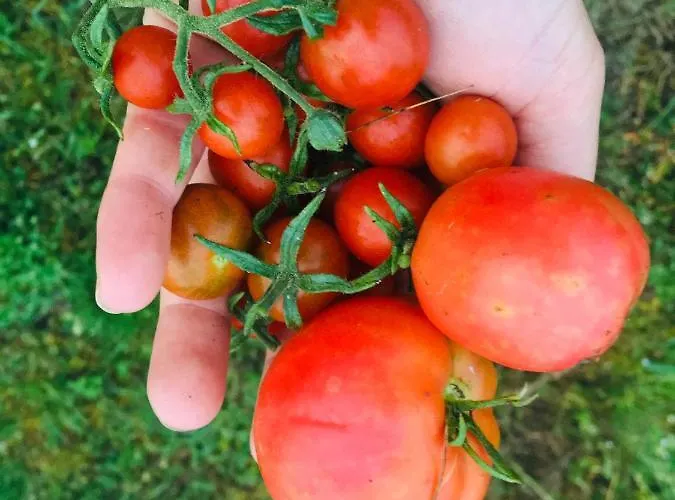 Sarnia Polana Alojamento de Turismo Rural *