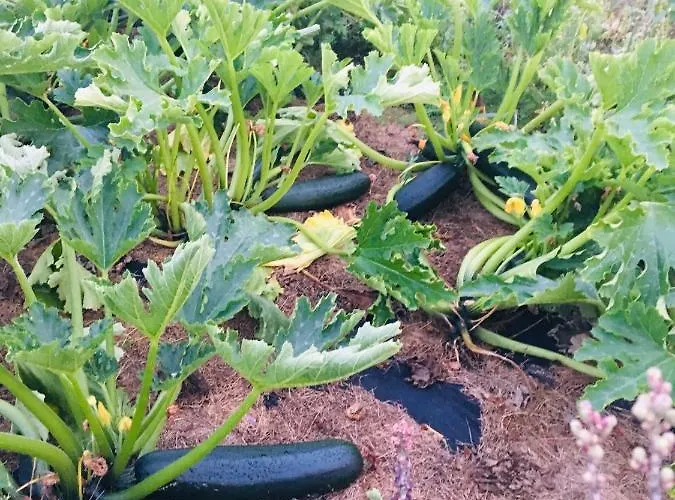 Sarnia Polana Alojamento de Turismo Rural *