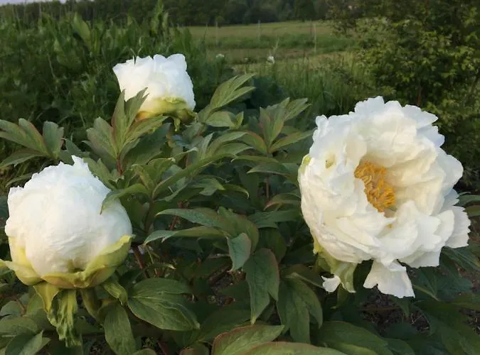 Alojamento de Turismo Rural Sarnia Polana *